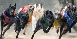 世足娛樂城-賽狗